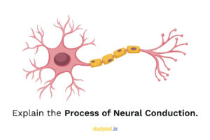 Read more about the article Process of Neural Conduction.