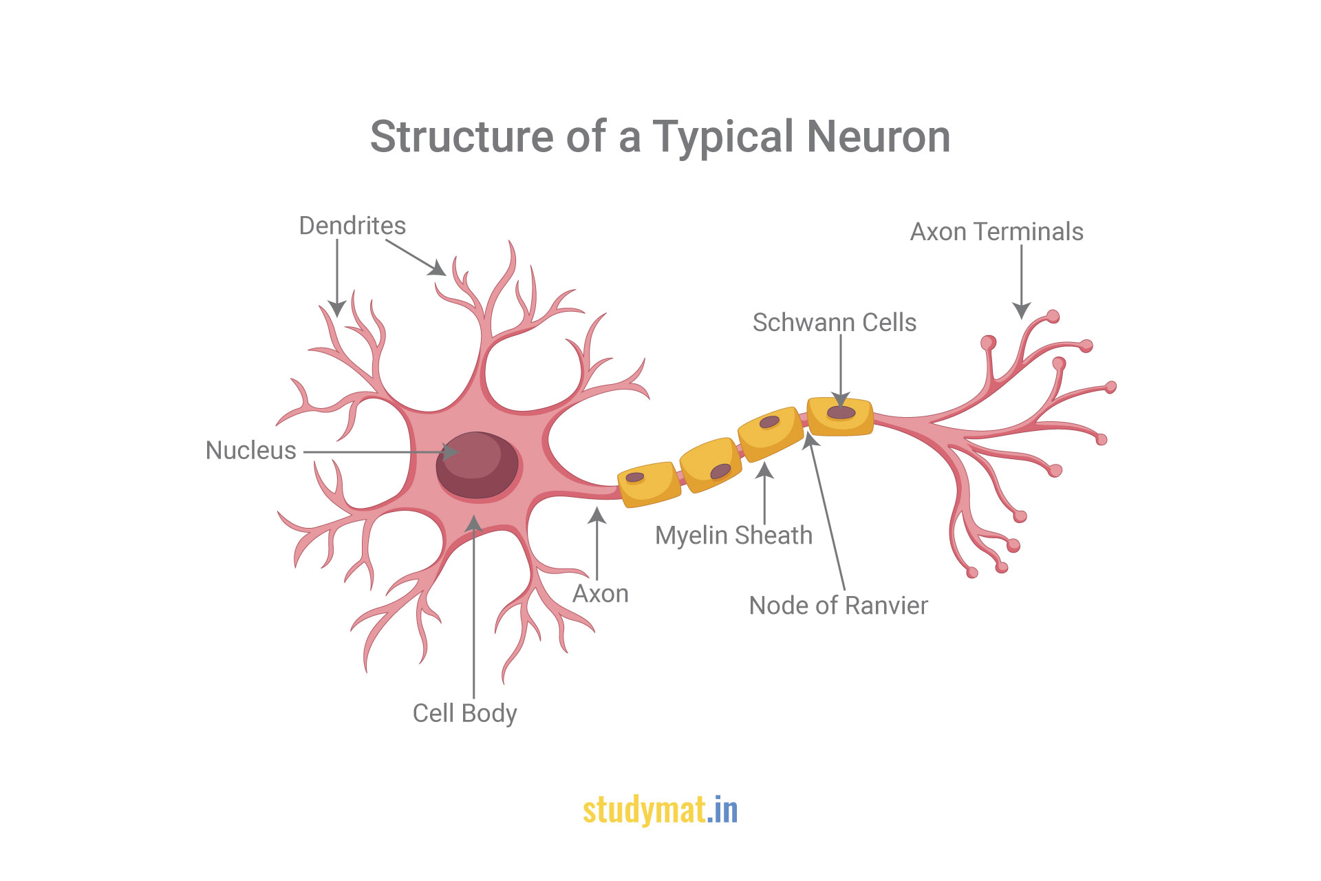 structure of neuron download