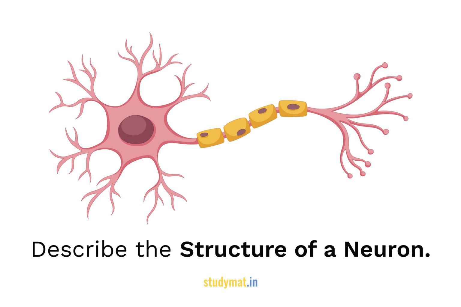 Structure of a Neuron. - STUDYMAT