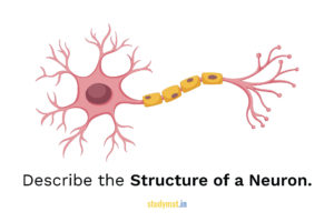 Read more about the article Structure of a Neuron.