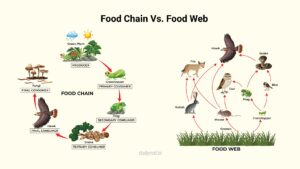 Food Chain Vs. Food Web.
