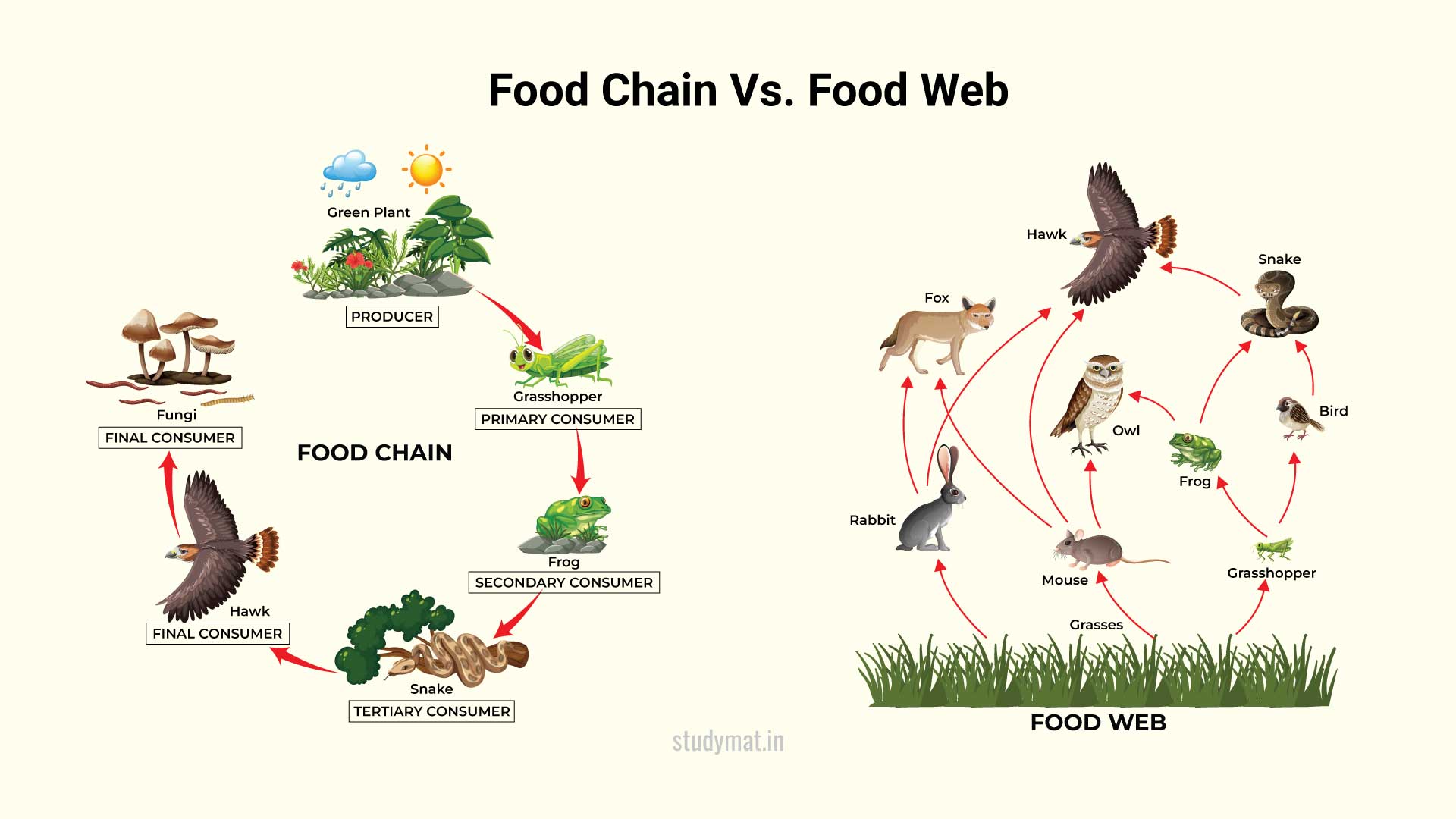 Differentiate between Food Chain and Food Web. - STUDYMAT