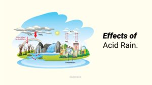 Read more about the article Effects of Acid Rain.