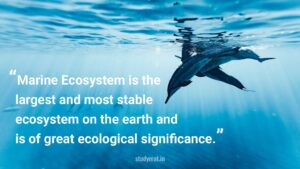 Read more about the article Marine Ecosystem is the largest and most stable ecosystem on the earth and is of great ecological significance. Elucidate your answer with suitable examples.